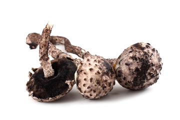 Strobilomyces strobilaceus (