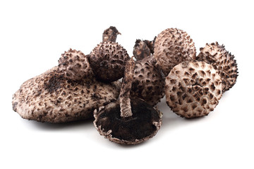 Strobilomyces strobilaceus (