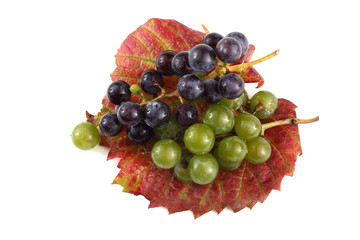 Black and white wine grape on autumn leaf