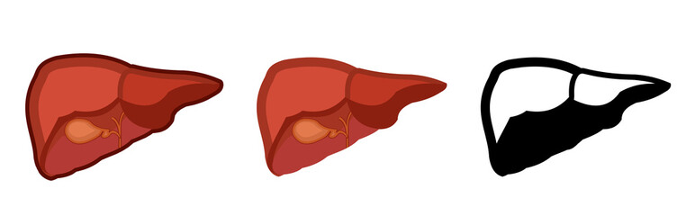 Healthy human liver. Whole. Set. Color image and monochrome icon. A series of illustrations on the internal organs. Isolated vector object on a white background.