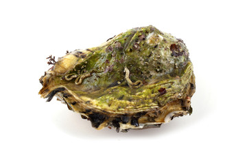 Oyster