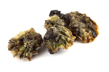 Oysters
