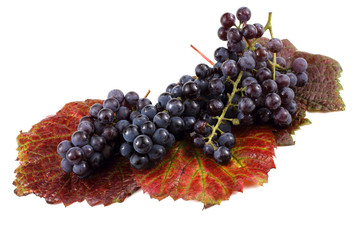 Black wine grape on autumn leaves