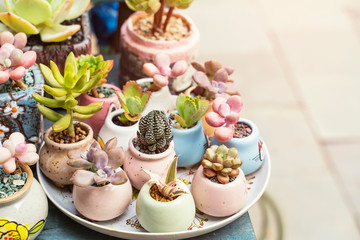 Miniature succulent plants (succulent cactus) at the garden