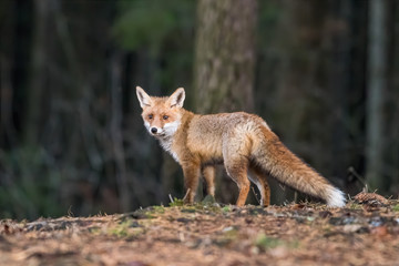 Red Fox. The species has a long history of association with humans.The red fox is one of the most important furbearing animals harvested for the fur trade. Largest of the true foxes
