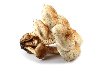 Honey agaric mushrooms (Pholiota squarrosa variety)