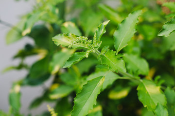 Fresh green basil leaves in the garden