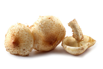 Honey agaric mushrooms (Pholiota squarrosa variety)