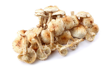 Honey agaric mushrooms (Pholiota squarrosa variety)