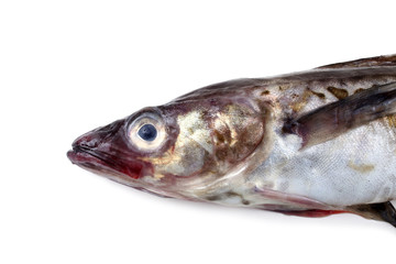 Alaska pollock
