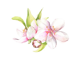 Fototapeta na wymiar Watercolor hand painted white cherry blossoms bouquet. Isolated floral arrangement illustration.