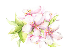 Watercolor hand painted white cherry blossoms bouquet. Isolated floral arrangement illustration.