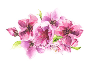 Fototapeta na wymiar Watercolor hand painted pink cherry blossoms and leaves bouquet. Isolated floral arrangement illustration.