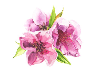 Watercolor hand painted pink cherry blossoms and leaves bouquet. Isolated floral arrangement illustration.