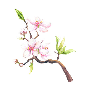 Watercolor painted pink cherry blossoms on a branch. Isolated floral arrangement illustration.