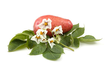 Potato, leaves and flowers