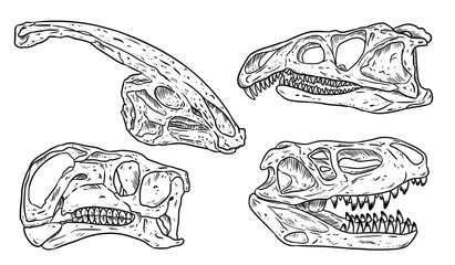 Dinosars skulls line hand drawn sketch image set. Carnivorous and herbivorous fossils collection of images. Vector illustration © Olga