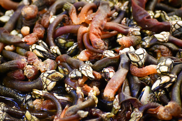 Goose neck barnacle, goose barnacle or leaf barnacle Pollicipes
