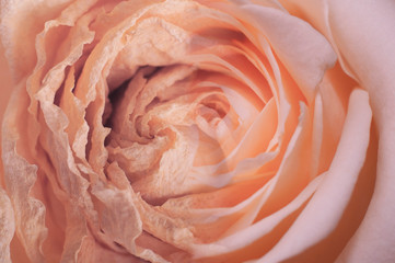 Fresh and faded rose