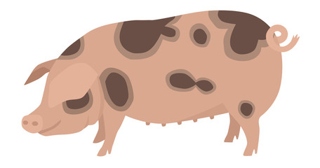 Farming today The Gloucestershire Old Spot Breed of domestic pig Vector illustration Isolated object