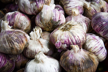 Close up of garlic head with shell with purple tones.