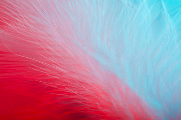 Obraz premium Abstract background with a red and blue feather
