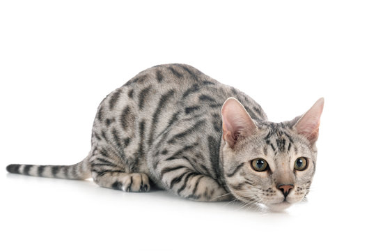 silver bengal cat