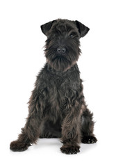 black miniature schnauzer in studio