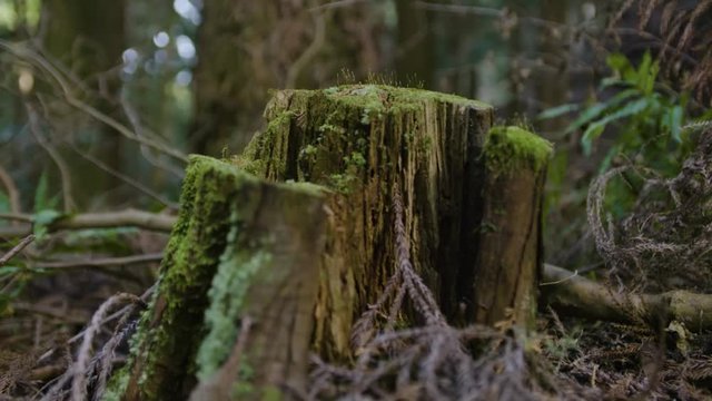 苔の生えた古い切り株
