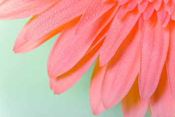 Beautiful fresh gerbera flowers with dew drops on the petals.