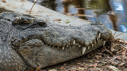 A large crocodile rests in the shade of a tree