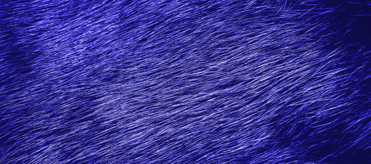 Background of blue mink fur. Close-up texture