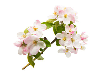 apple tree flowers isolated