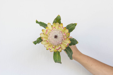 Yellow and Pink Protea from South Africa