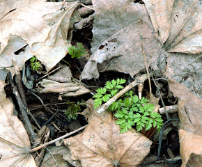 Naklejka premium Green grass and plants make their way through old withered and dry leaves.
