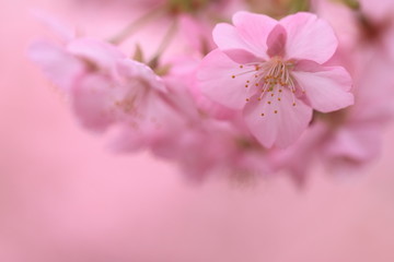 Fototapeta na wymiar ピンク色の一房の桜