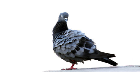 pigeon isolated on white background