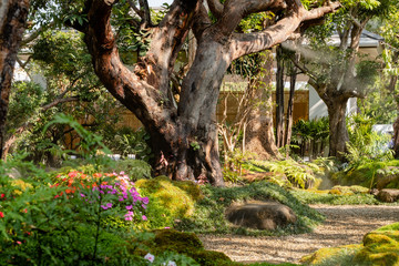 Photos of garden trees sunlight background beautiful nature, green can be used as a background