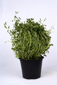Fresh Thyme