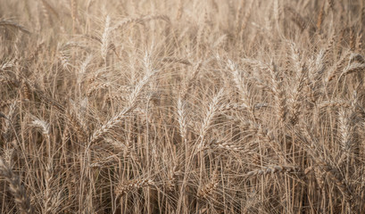 Evening light fields of barley