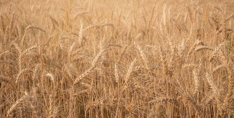 Evening light fields of barley