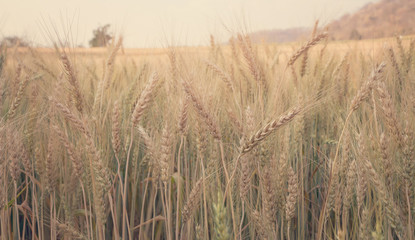 Fototapeta premium Evening light fields of barley