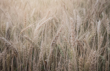 Evening light fields of barley