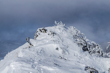 Ośnieżone krzewy na połoninie Wetlińskiej Bieszczady © wedrownik52