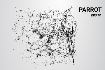 Fototapeta na wymiar A parrot made of particles. A parrot consists of circles and dots. The parrot splits into molecules.