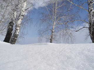 birch trees on a background of brilliant snow and blue sky with clouds