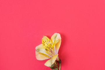 Yellow alstroemeria flower on a bright pink background. Top view, minimalism, flat lay, copyspace. The concept of spring, summer, birthday, holiday, women's day.