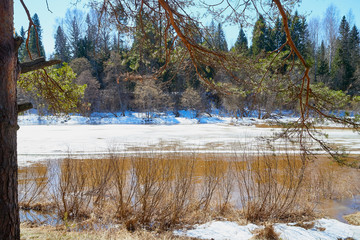 River with ice drift and and forest in a sunny spring day. Big white pieces of ice and snow in spring time and trees arround