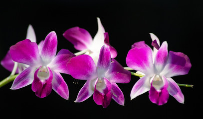 Tropical orchid, Thailand