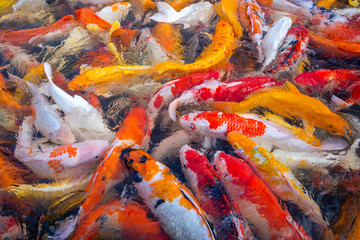 Obraz na płótnie Canvas Colorful patterns of crayfish swimming in the pond.